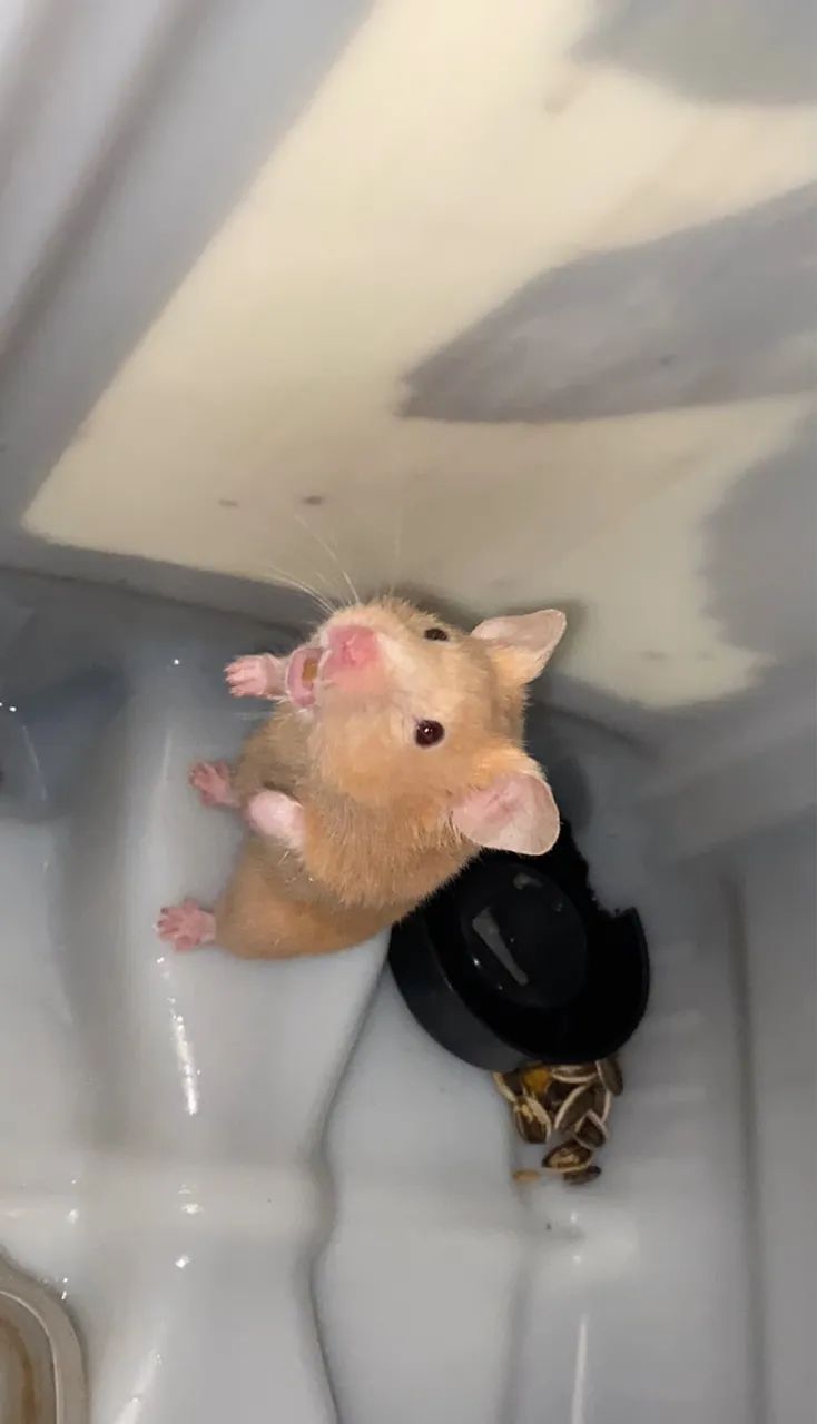 Hamster 