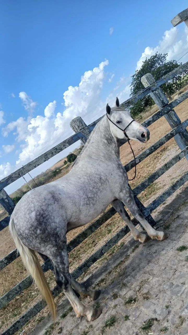 Vendo cavalo de 6 anos  - Foto 4