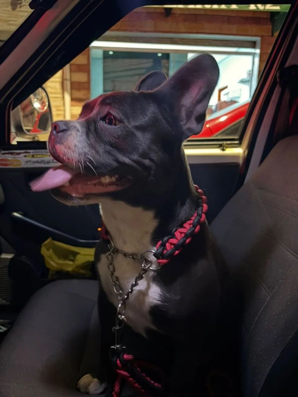 Cachorra American Billy  - Foto 3