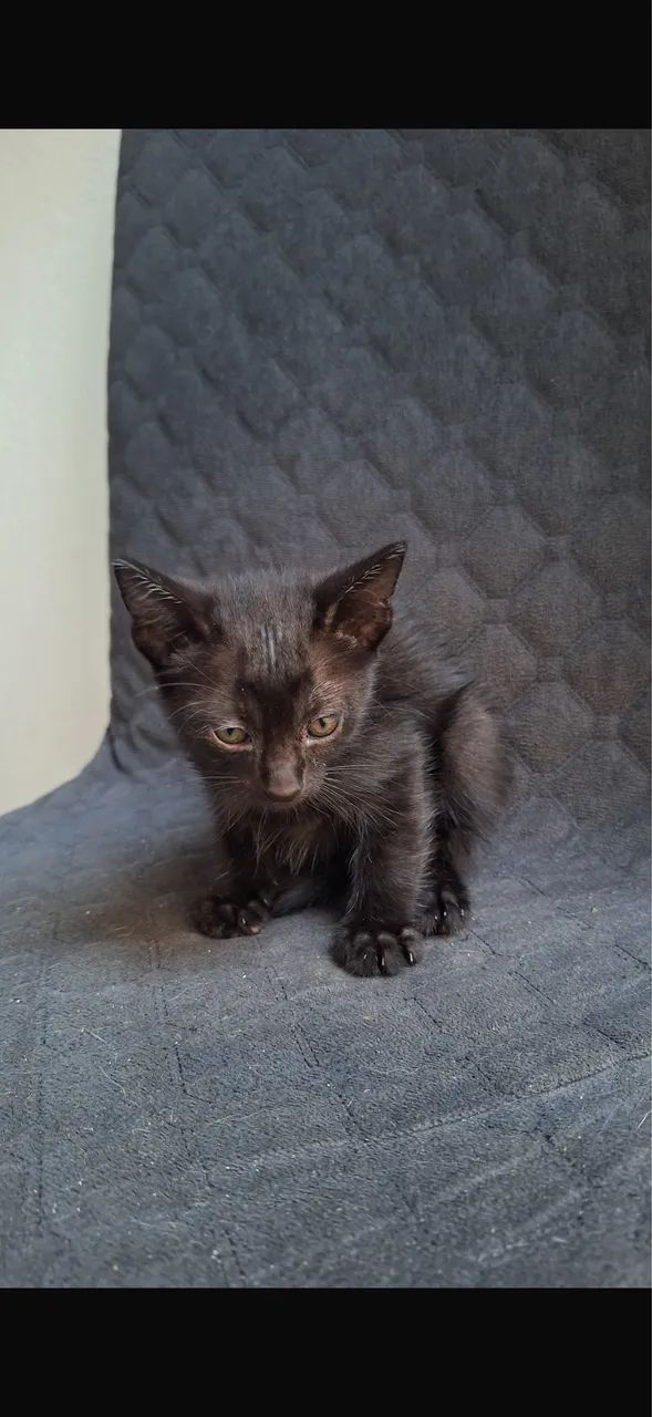 Doação de gatinhos - Foto 4