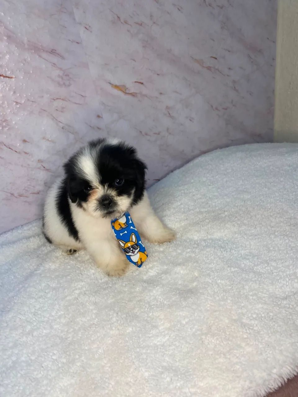 Cachorro  - Foto 2