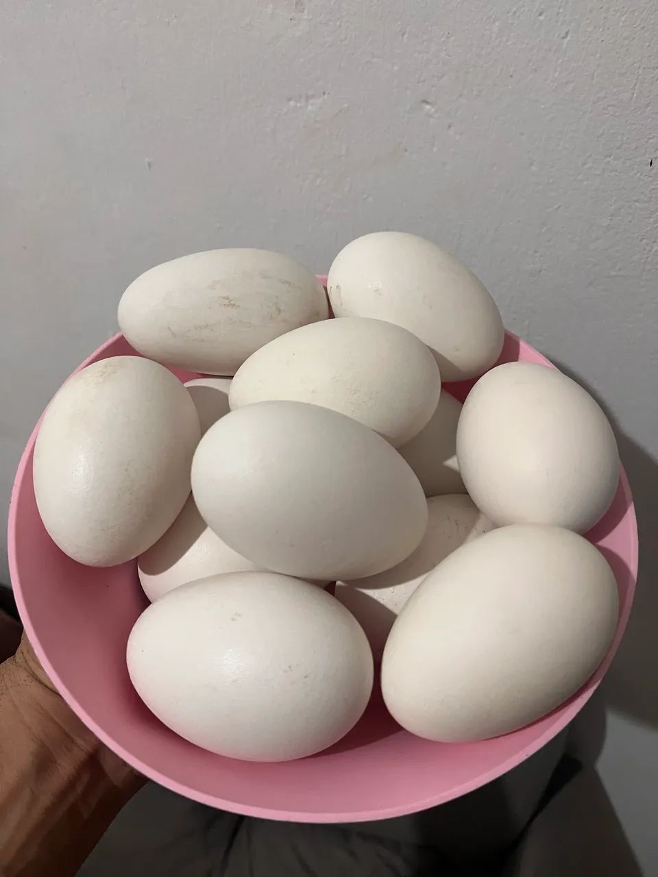 Ovos de ganso africano 