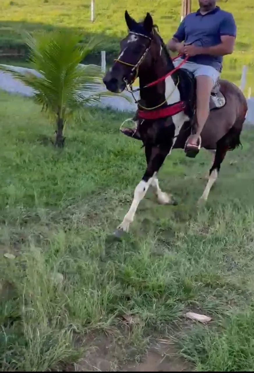 Cavalo baxeiro  - Foto 2