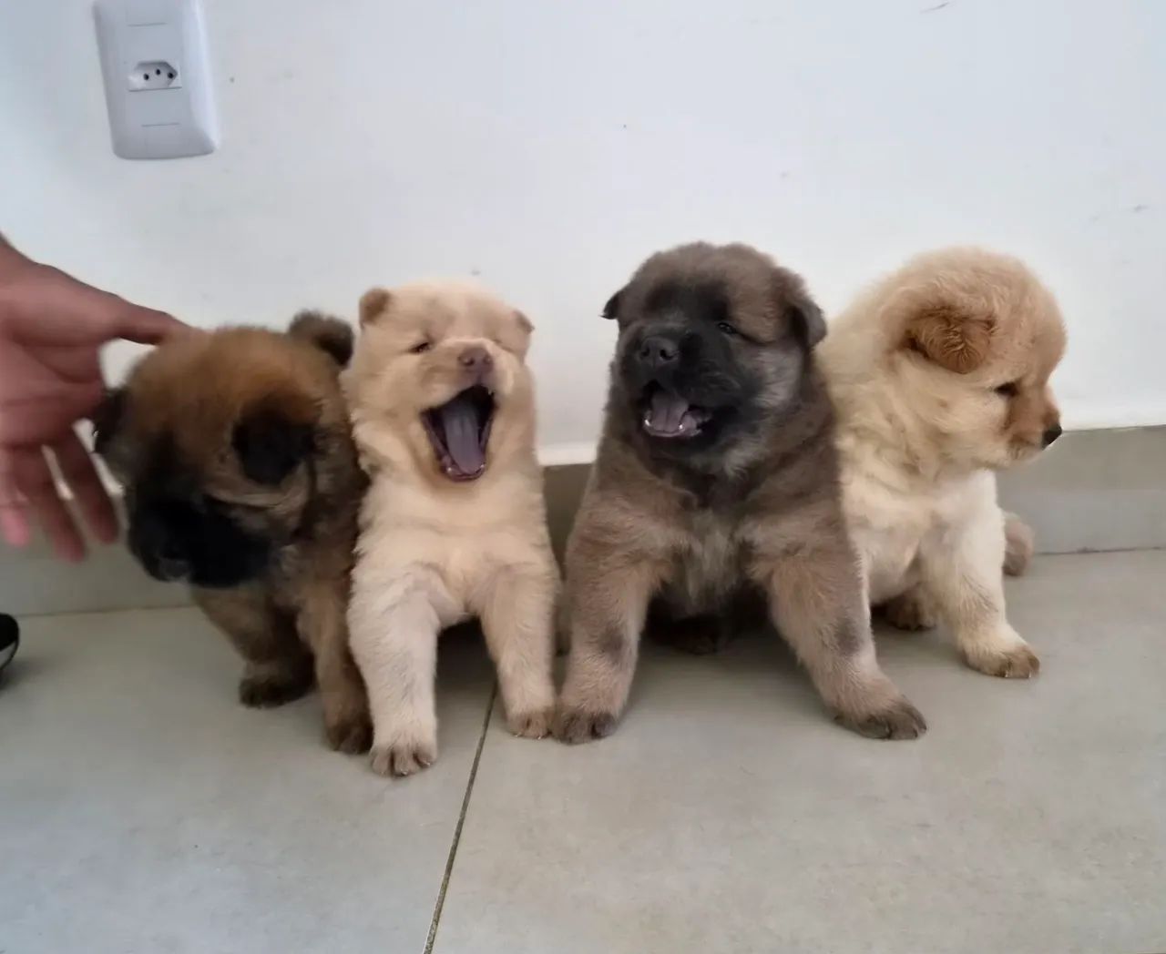 Animais de estimação 