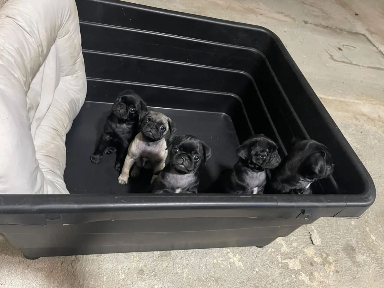 Pug Disponível  - Foto 3
