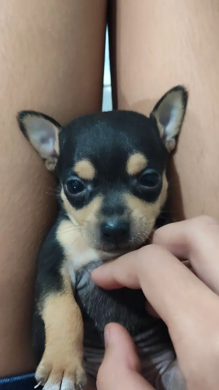Animais