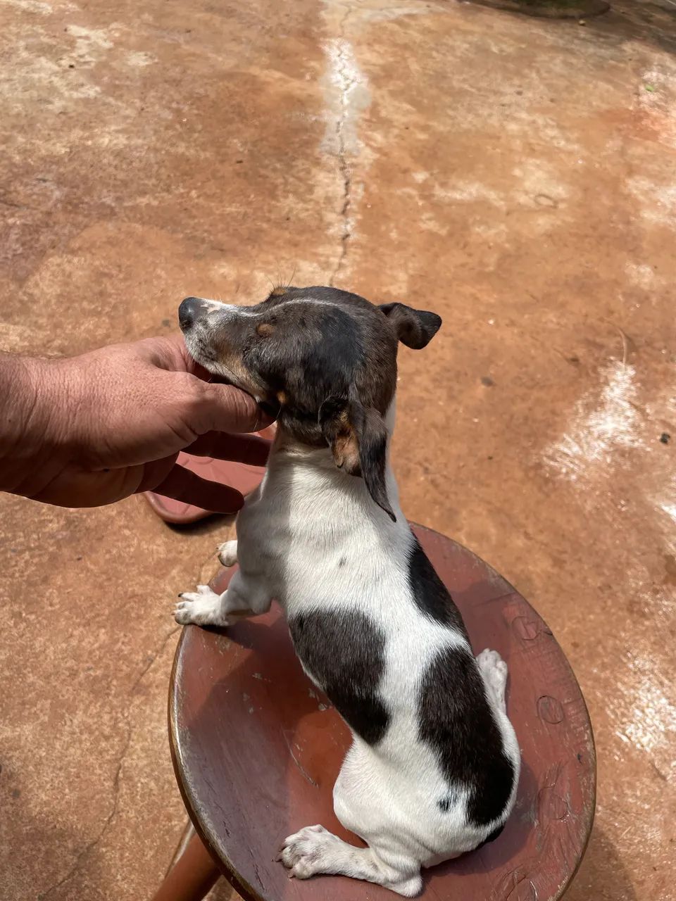 Pinscher  Avenda  - Foto 2
