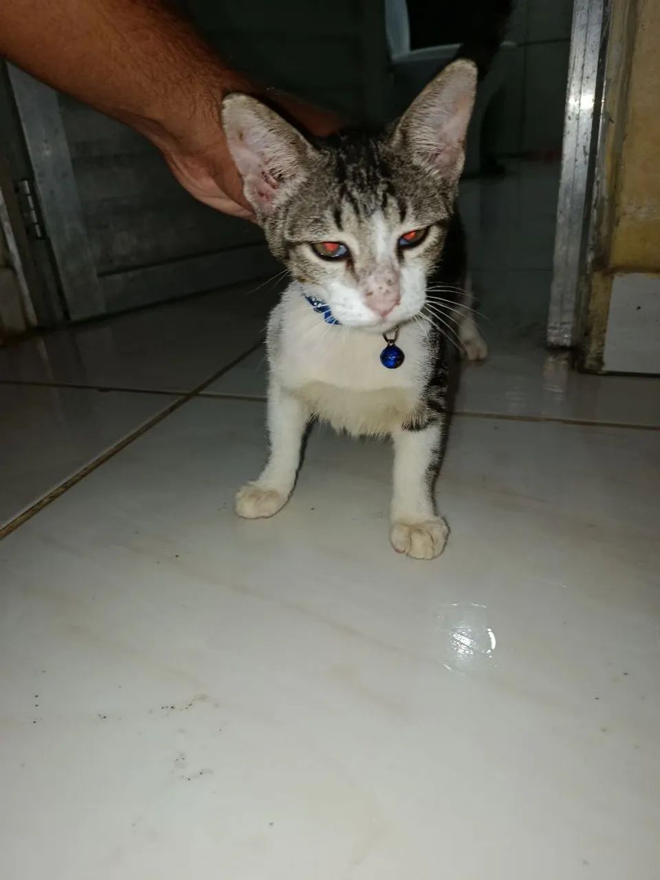 gatos filhotes  - Foto 2