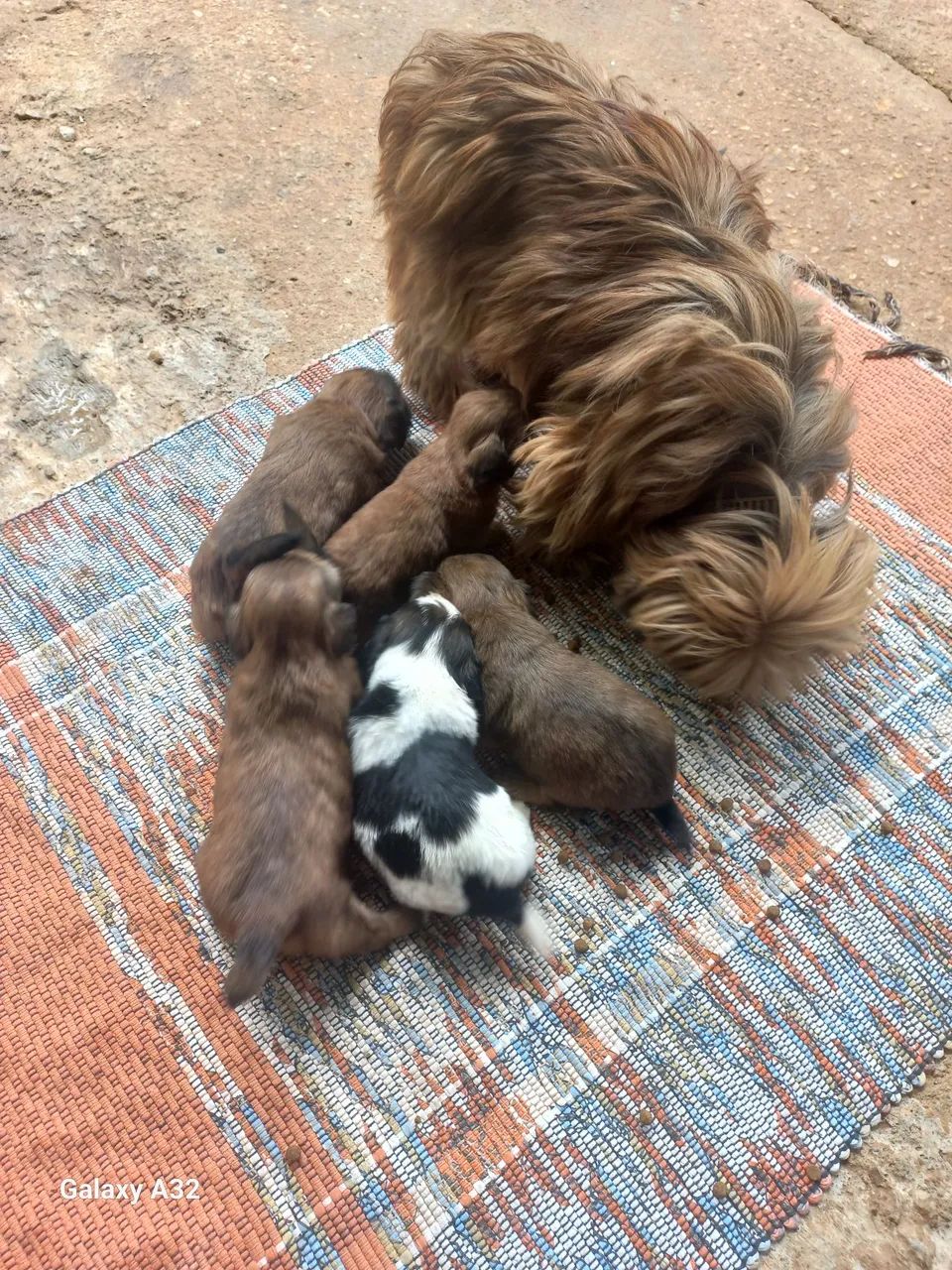 Ilhasa Apso - Foto 2