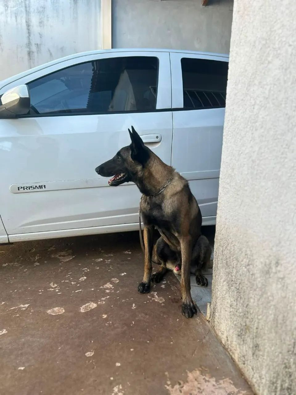 Pastor Belga Malinois - Foto 4