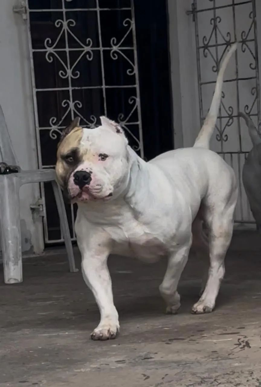 Pitbull/pitmonster  - Foto 5