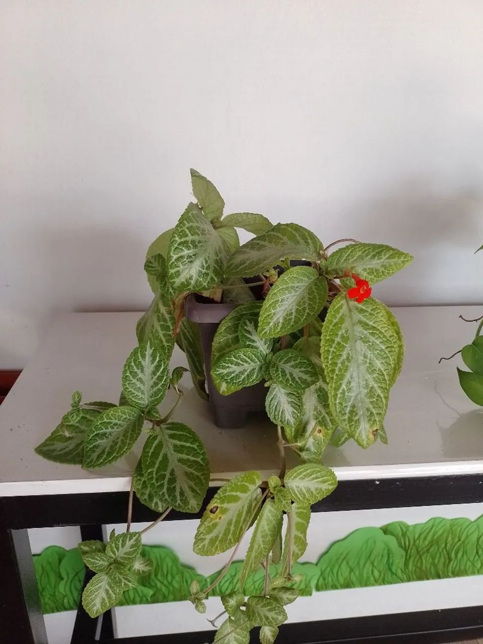 Plantas  - Foto 5