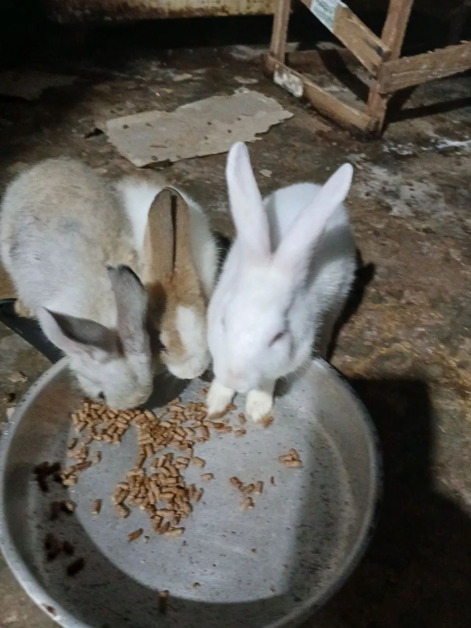 Coelhos de porte médio. Não fazemos entregas, retirada no local.  - Foto 4