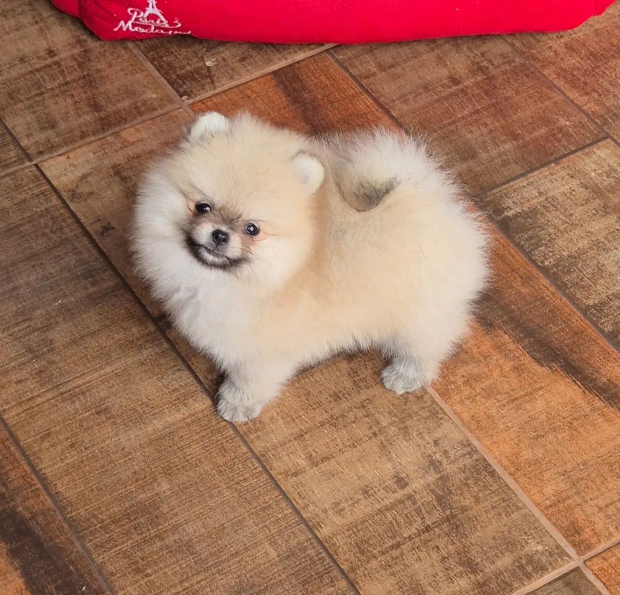 Spitz Alemão Anão  - Foto 3