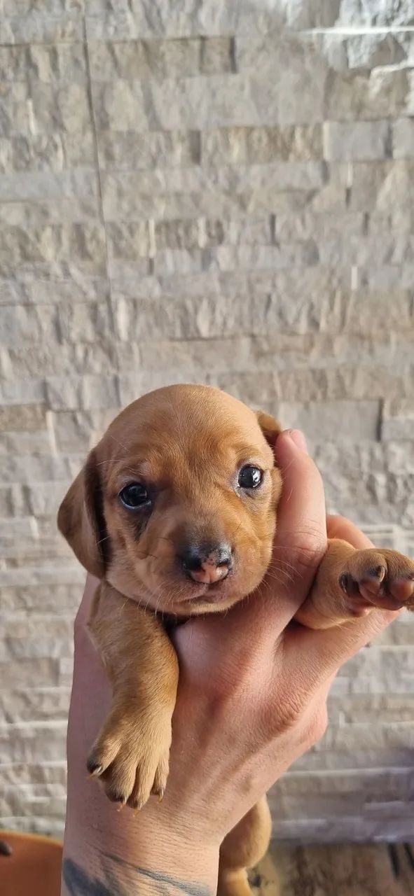 Venda de Filhotes Dachshund - 26 dias