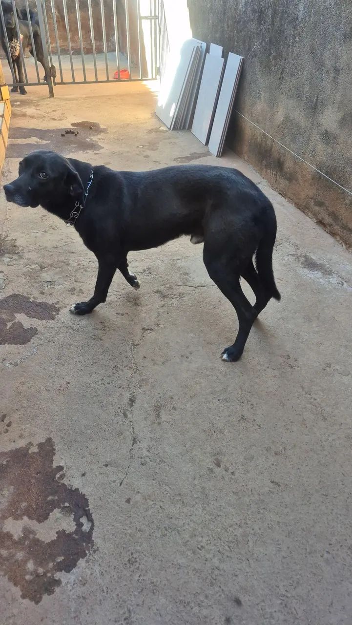 Cãozinho para doação dócil e castrado - Foto 2