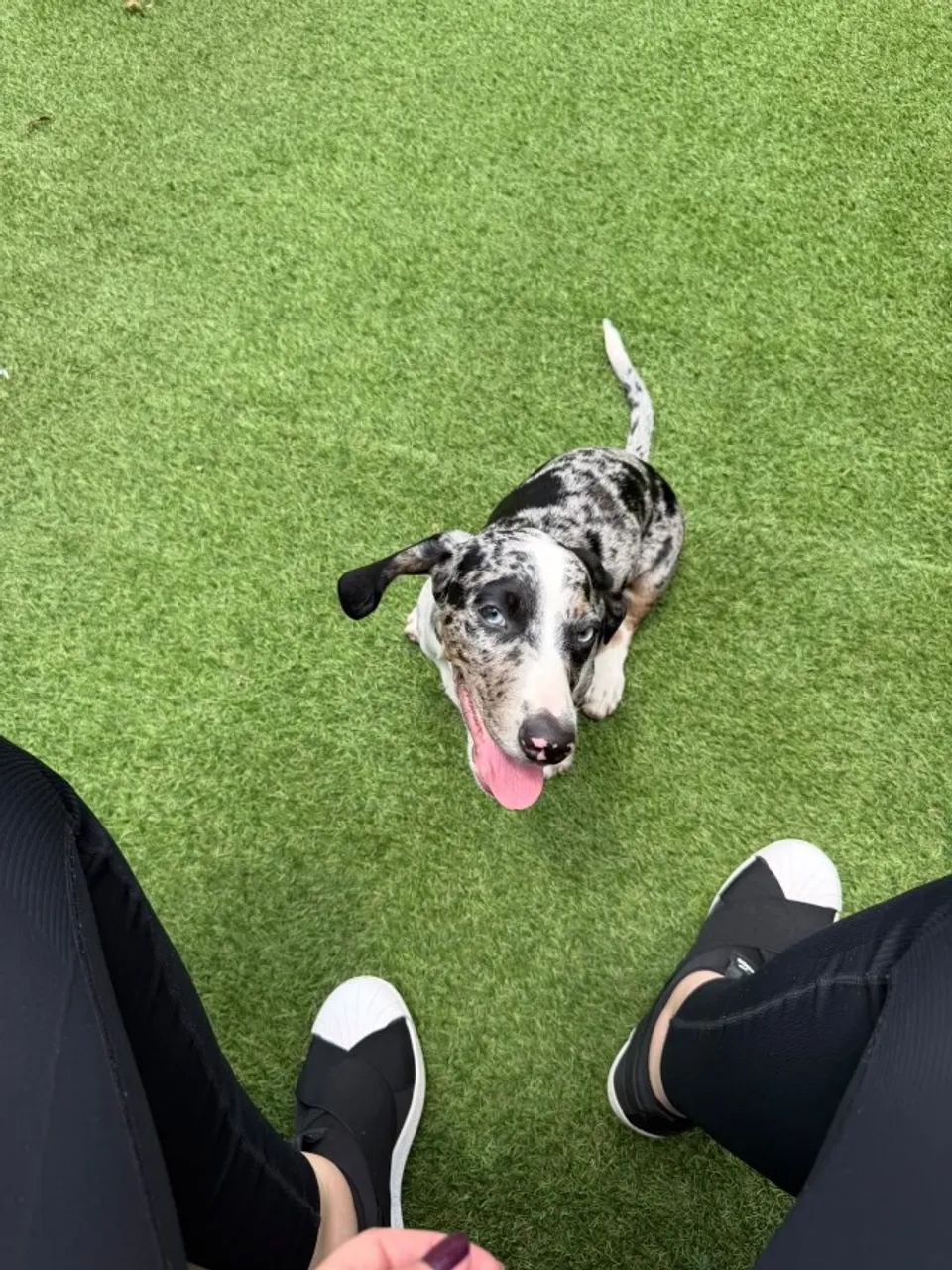 Filhote - Foto 4