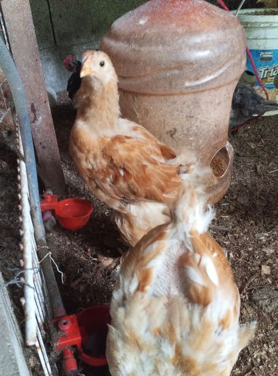 Galinhas Brahma 