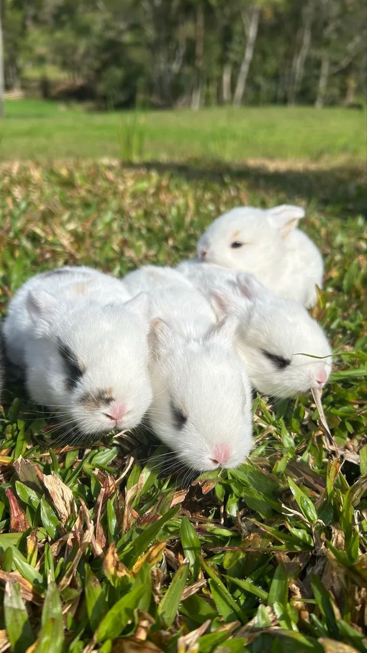 Coelhos Mini loop - filhotes lindos