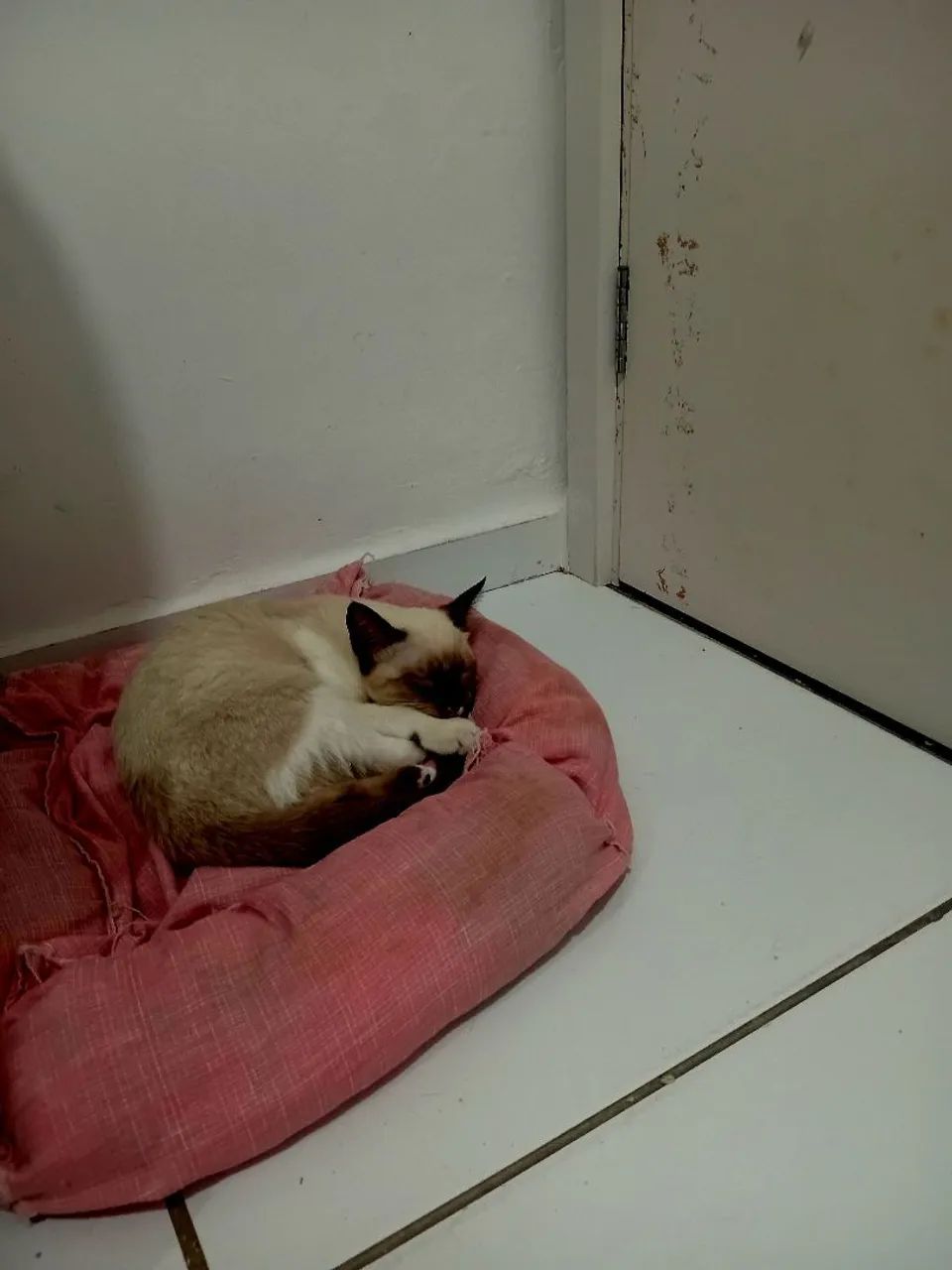 Doação responsável (gata castrada) - Foto 5