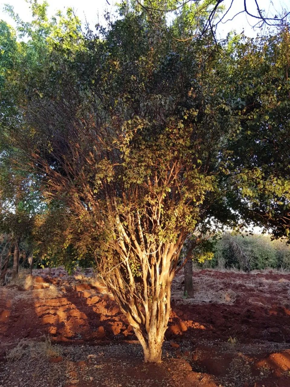 Jabuticabeira Híbrida