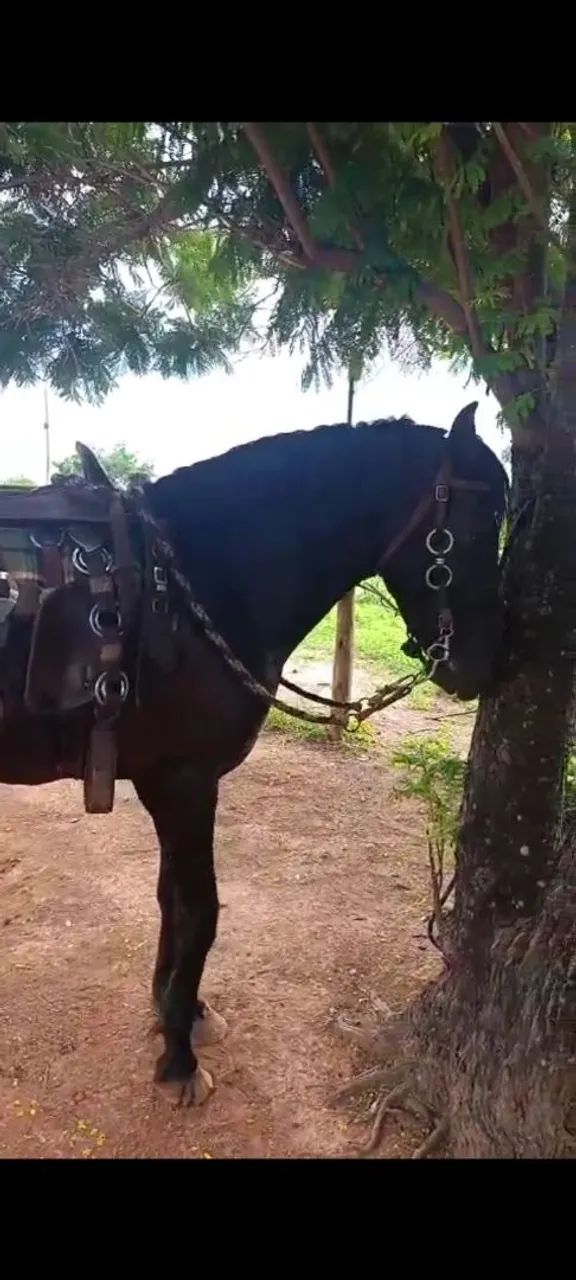 Garanhão manga larga macha picada  - Foto 3