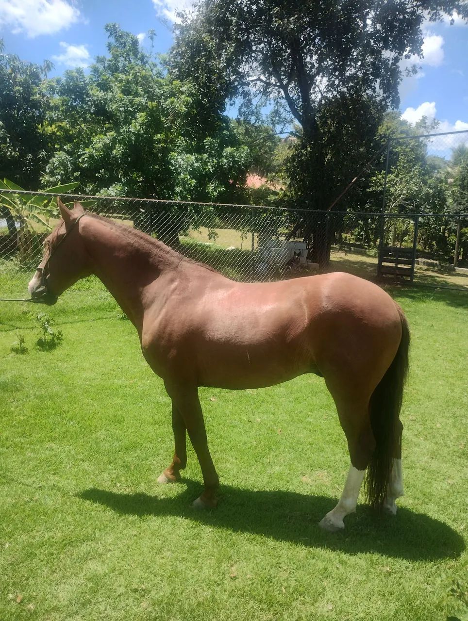 Vendo cavalo de marcha picada 