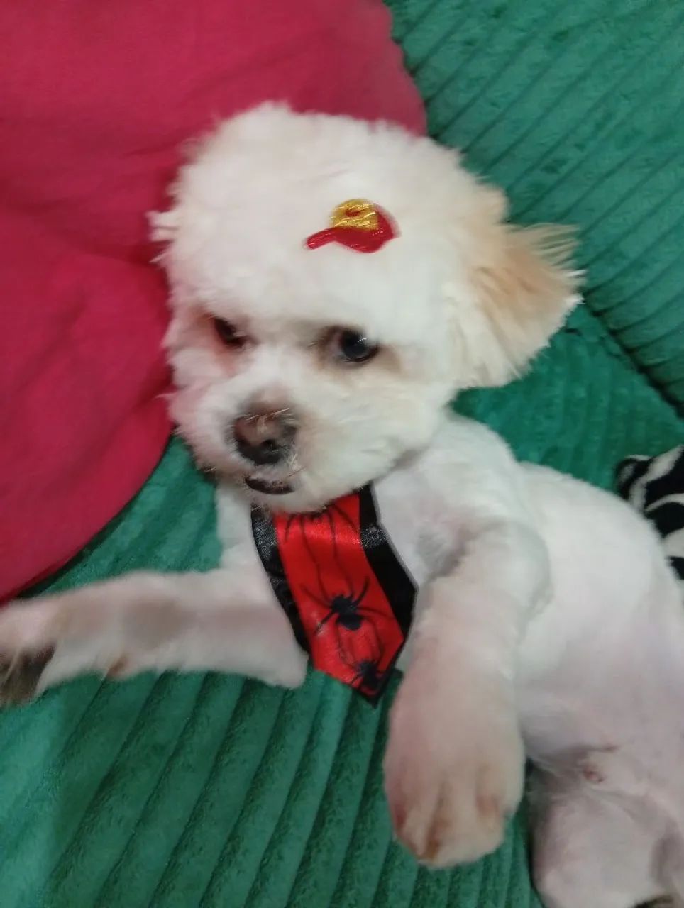 Companheiro. shitzu . valor 500.00 - Foto 2