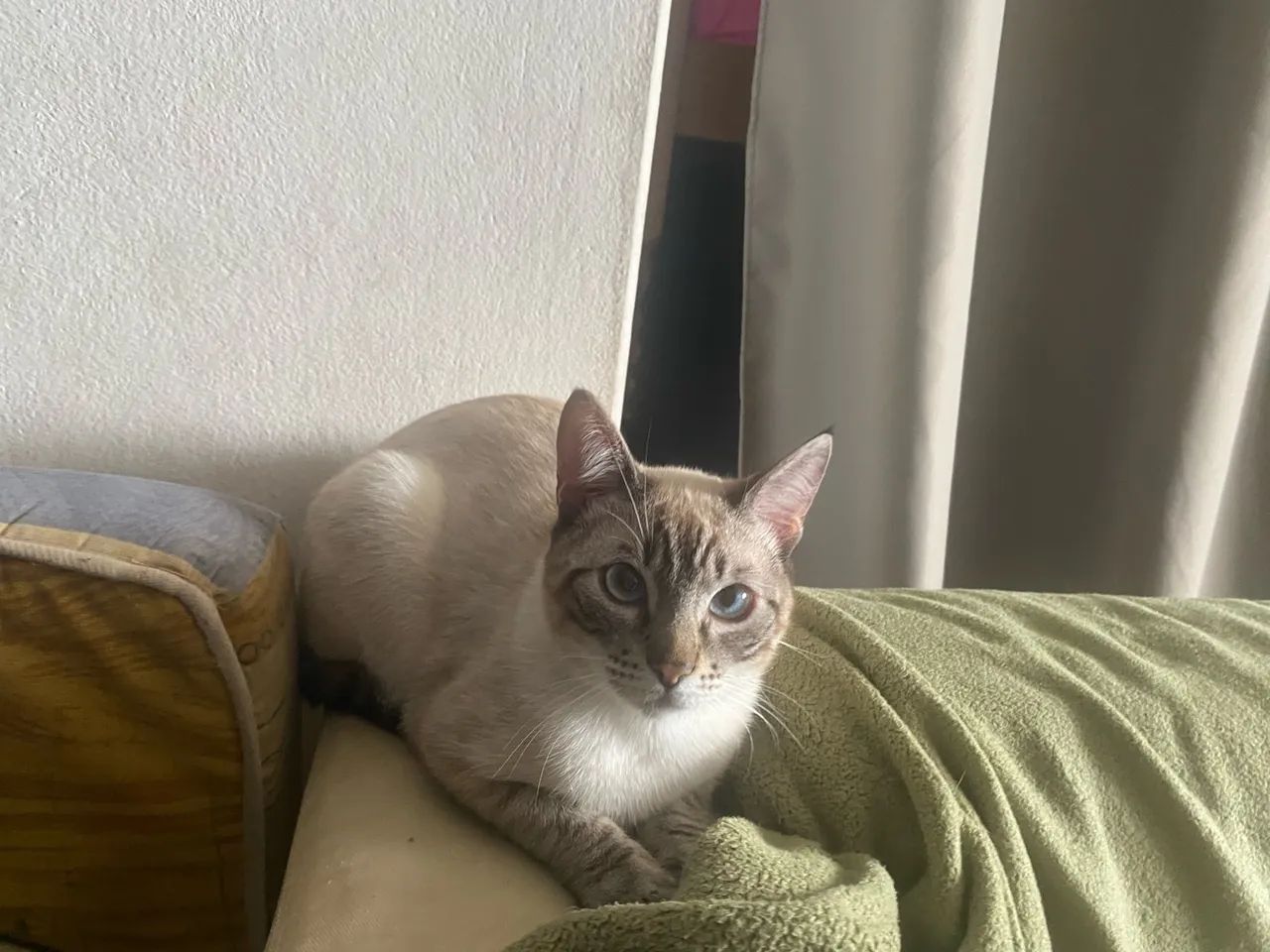 Doa-se gato persa - Foto 3