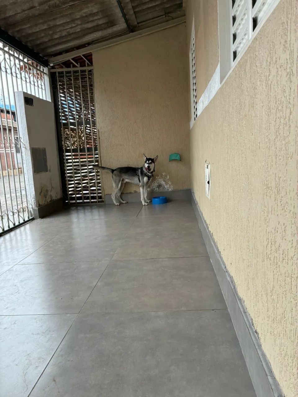 Doação responsável Husky  - Foto 5
