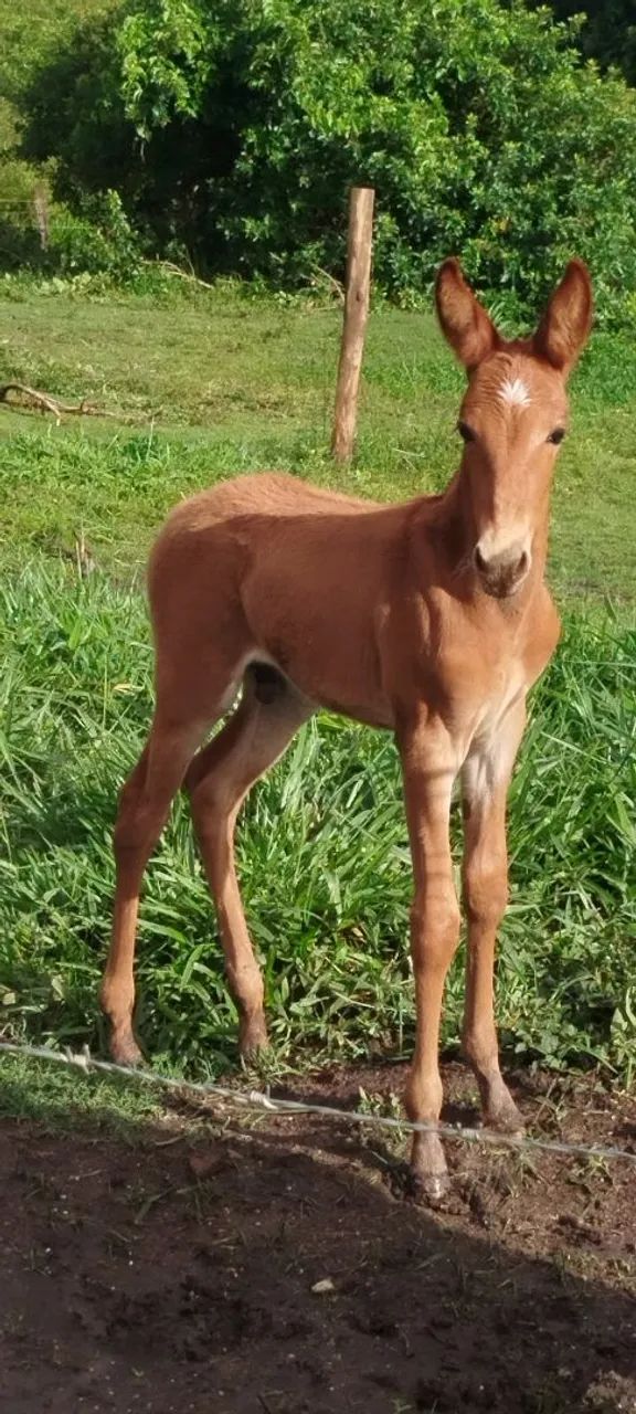 Burro morro vermelho 50dias  - Foto 4