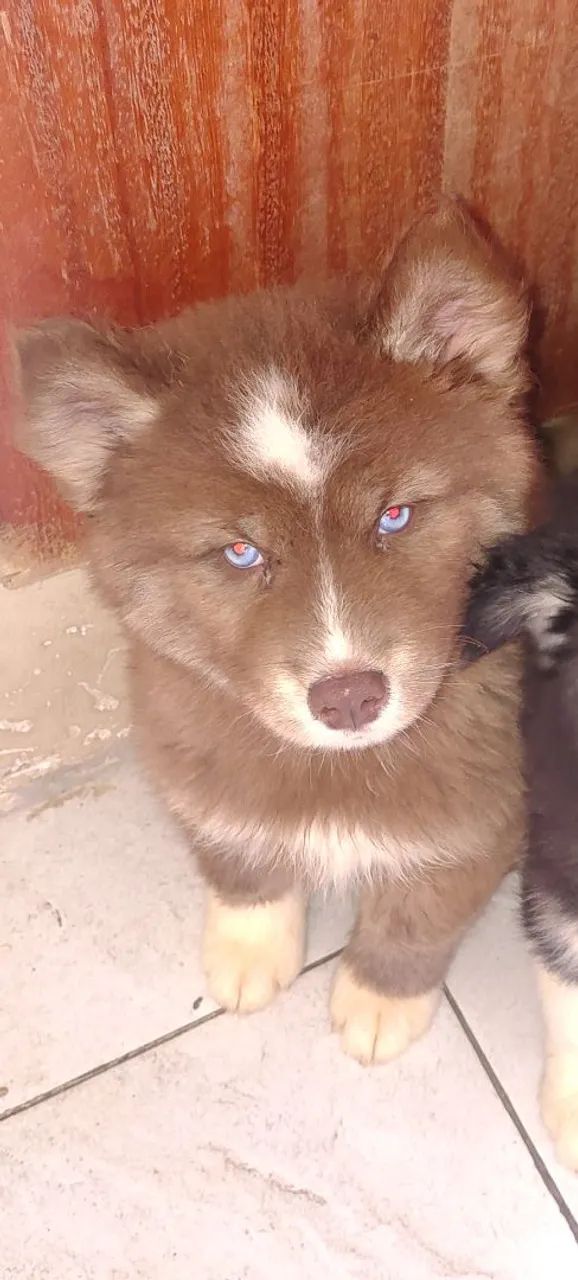 Husky siberiano 