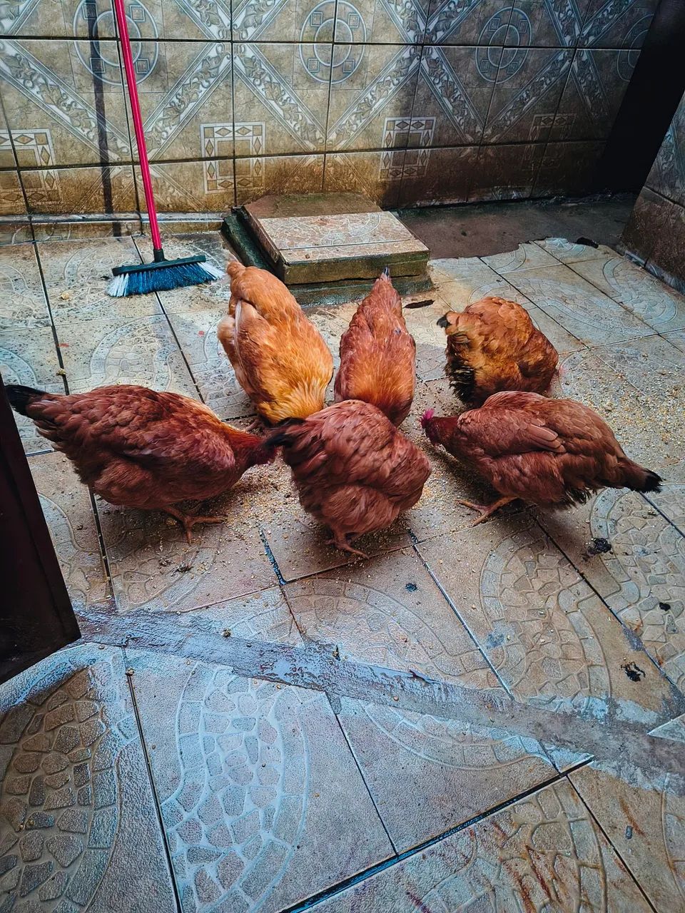 Galinhas Poedeiras - Foto 2