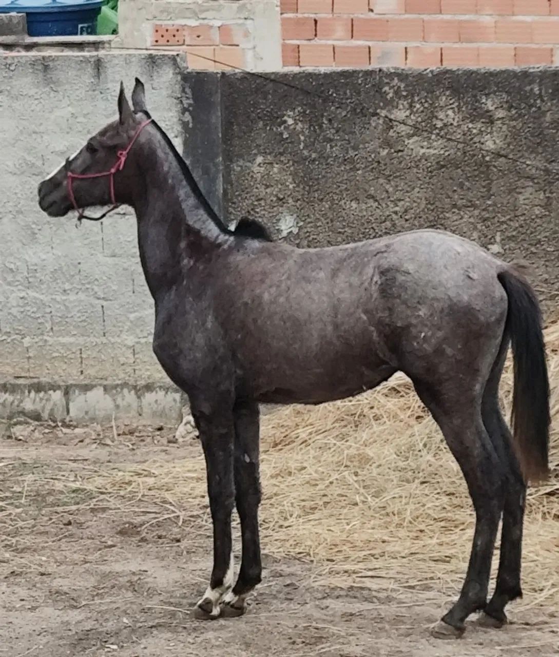 Potra registrada - Foto 3