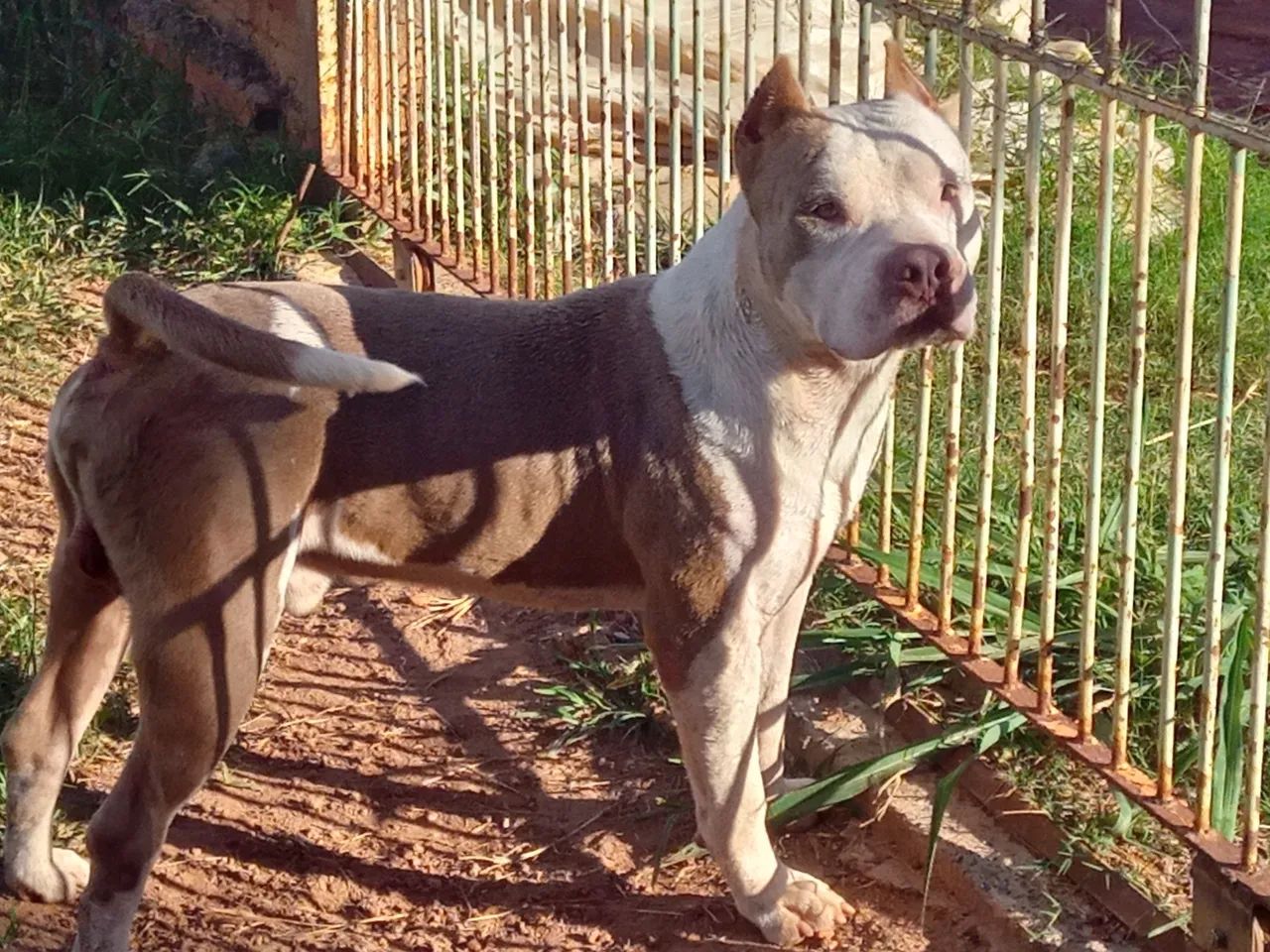 Americanbully macho (COBERTURA) - Foto 3