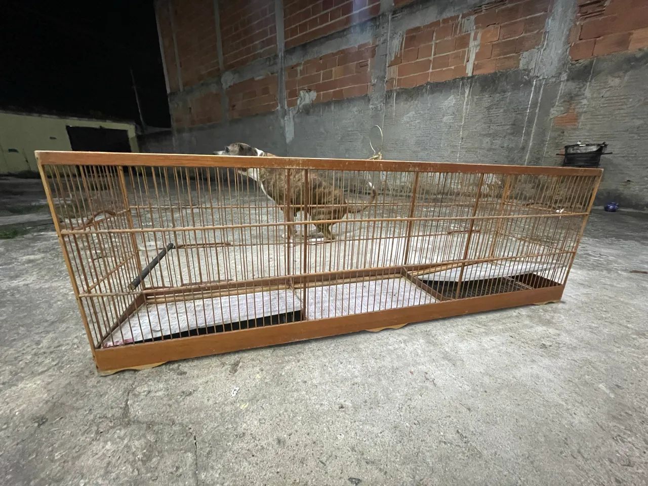 Voador de passarinho 1,50m
