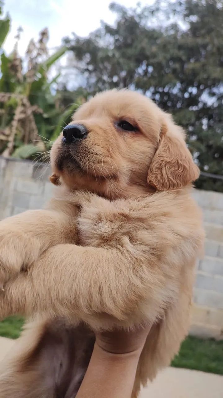 Golden filhotes