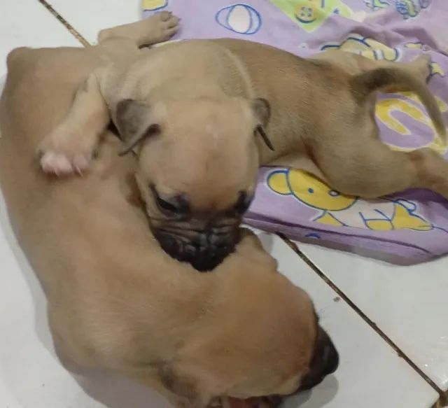 Cachorros Pit Bull 