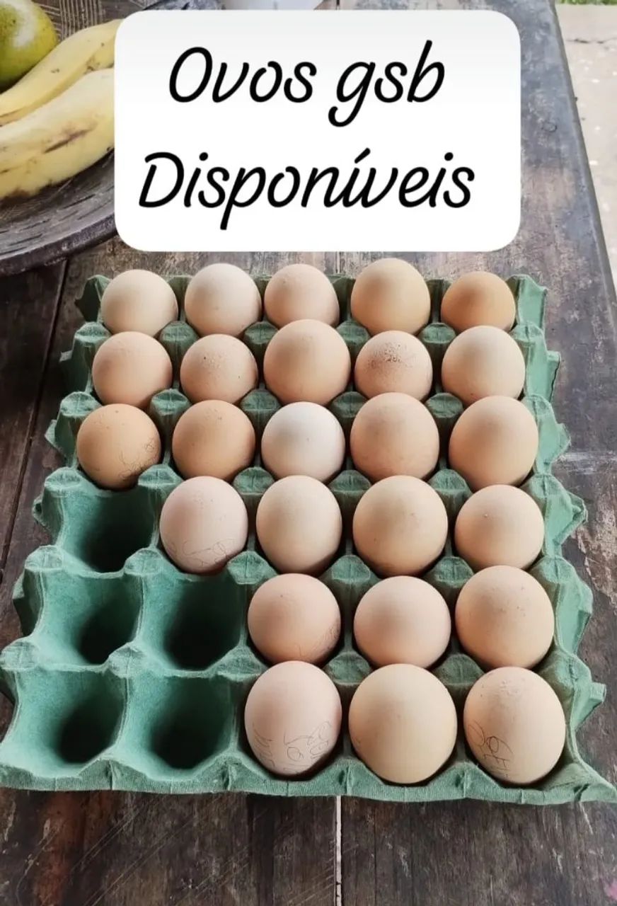 OVOS FÉRTEIS GSB 