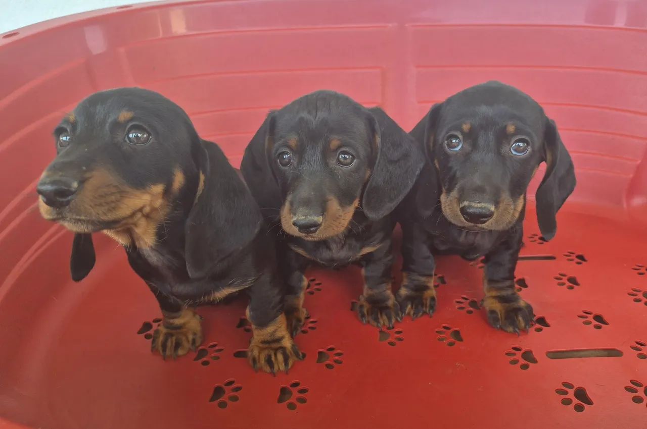 DACHSHUND filhotes machos - Foto 3