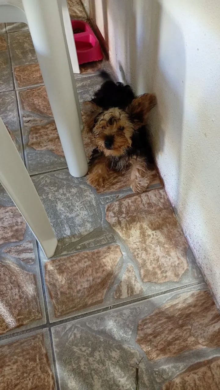 Lindo machinho 
