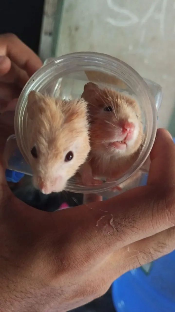 Hamster sírio  - Foto 2