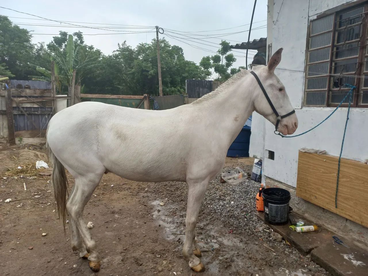 Vendo burro - Foto 3