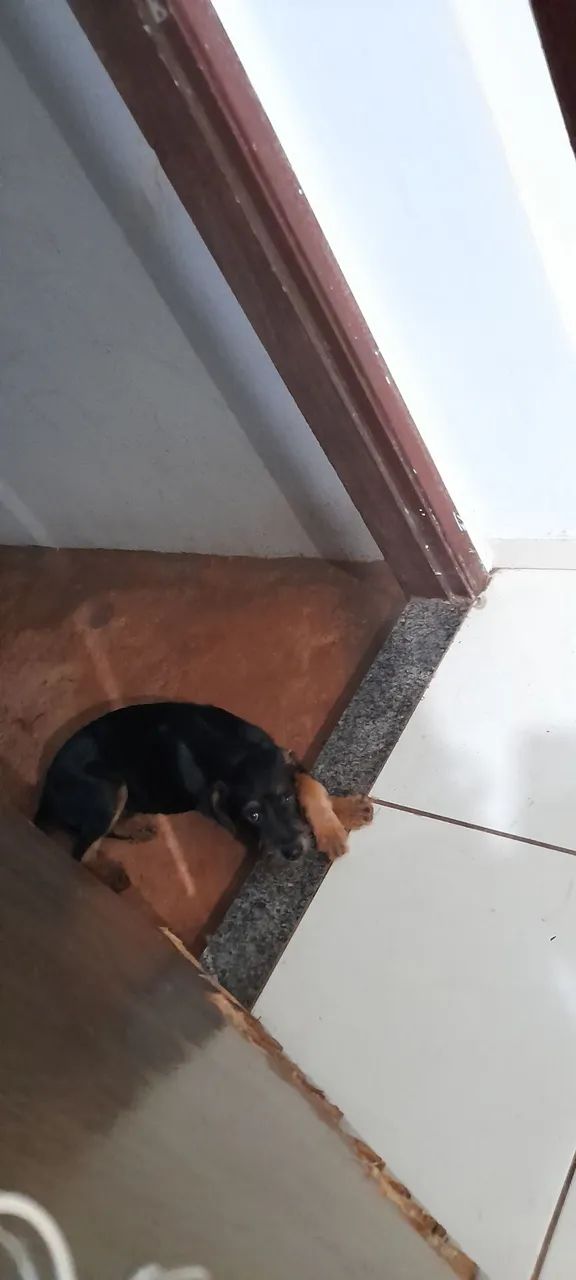 Doação de cachorro - Foto 4