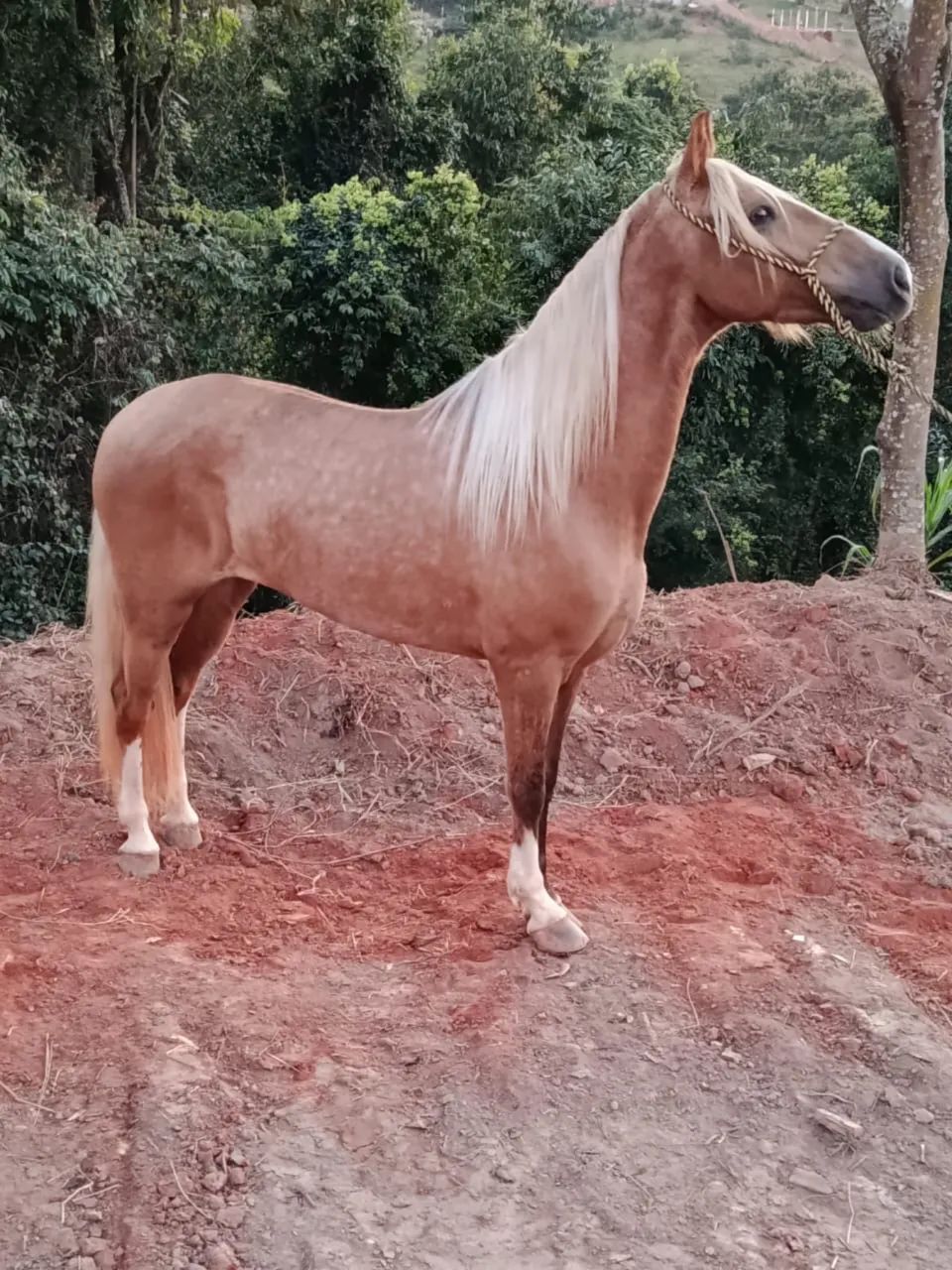 Cavalo mangalarga castrado registrado - 5 anos