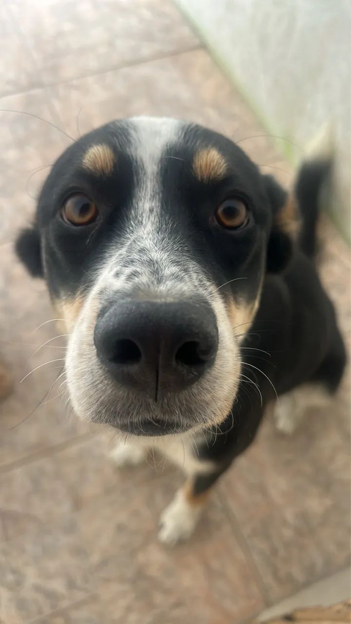 Doa-se cachorra  - Foto 2