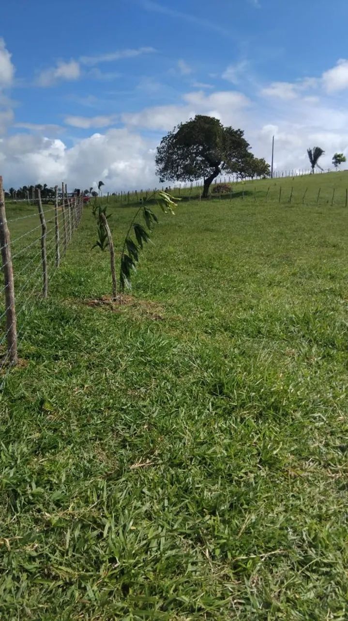 Uma tarefa e meia de terra - Foto 2