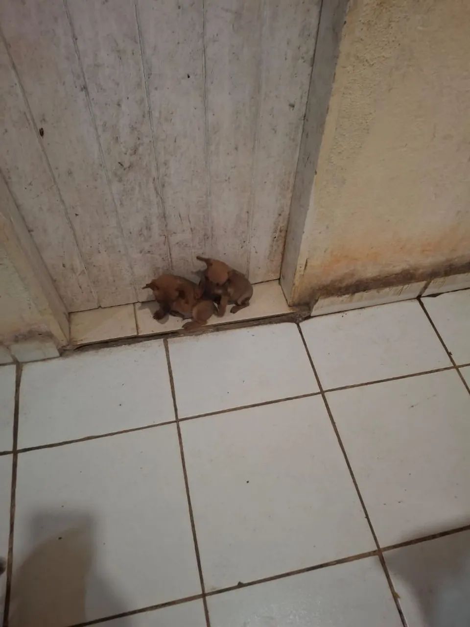 Vende-se Pincher  - Foto 3