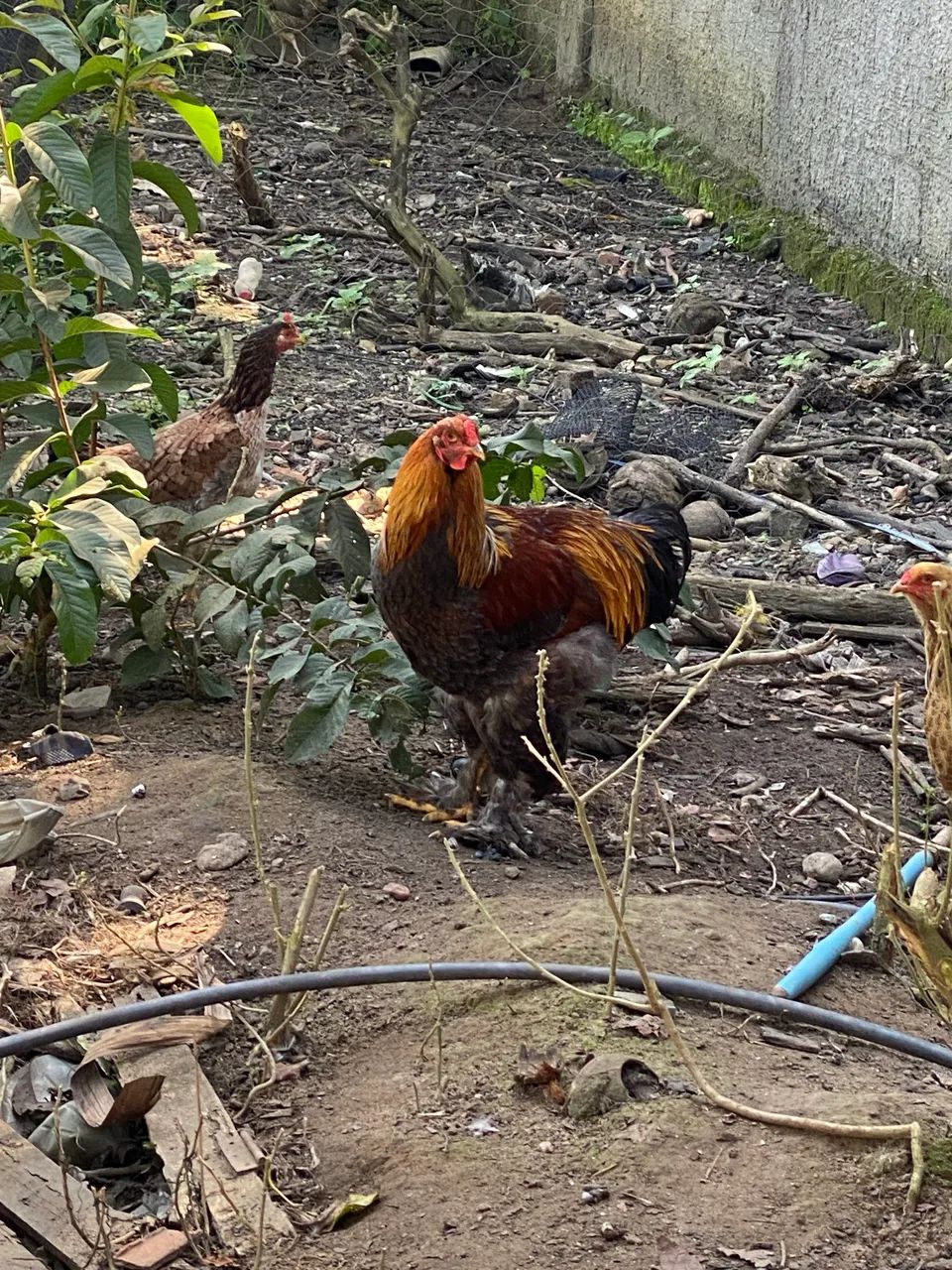 Casal de Brahma Perdiz Azul - Foto 2