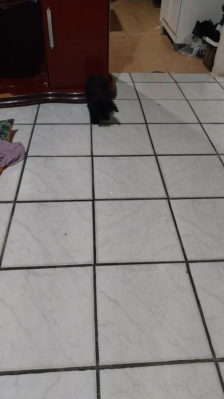 Femia de cachorro  - Foto 3